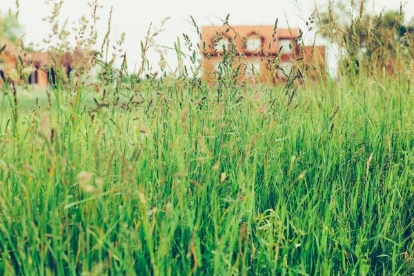 Cost of Tall Grass Cutting in Bellevue
