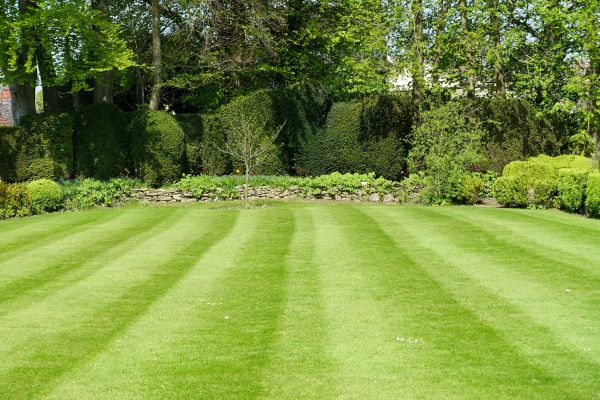 Cost of Grass Care Service in Bellevue