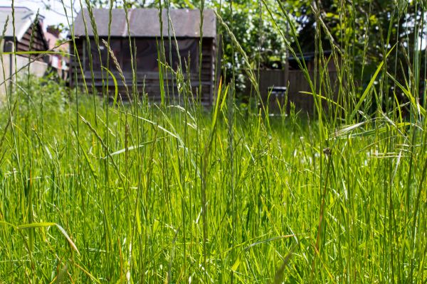 Cost of Overgrown Lawn Trimming in Bellevue