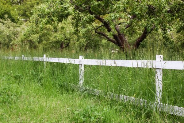 Cost of Fence Line Trimming in Bellevue