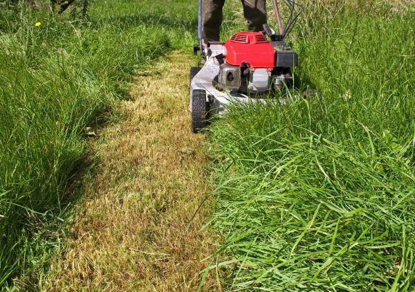 Cost of Leaf Mowing in Bellevue